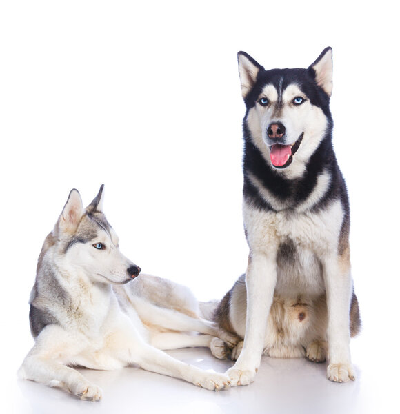 Siberian husky in studio