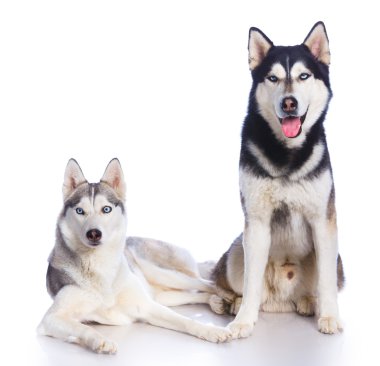 Siberian dış yapraklar Studio