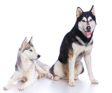 Siberian dış yapraklar Studio