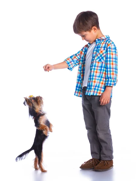 Chico jugando con su yorkshire terriers —  Fotos de Stock