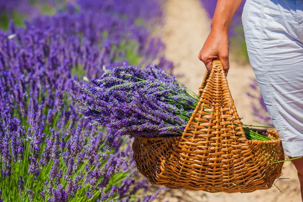 Cesta com uma lavanda — Fotografia de Stock