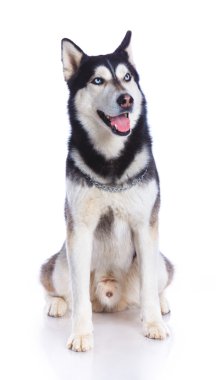 Siberian dış yapraklar Studio