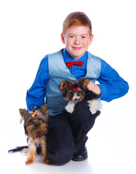 Junge spielt mit seinen Yorkshire Terriern — Stockfoto