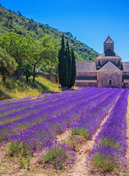 Levendula mezők. Provence — Stock Fotó