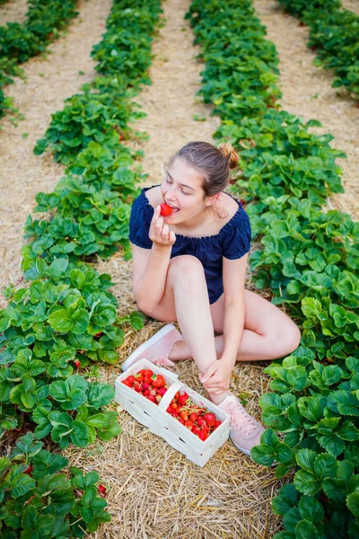 Dívka jíst a sbírat jahody v poli — Stock fotografie