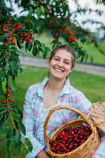 Hezká mladá dívka sbírání třešeň v zahradě — Stock fotografie