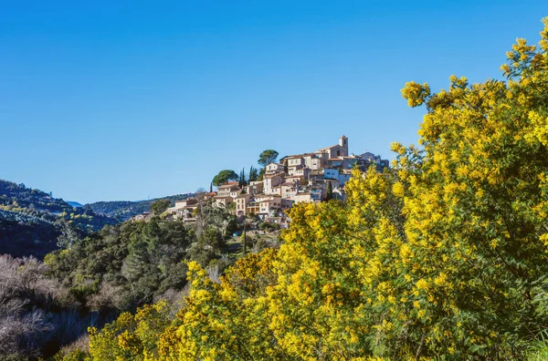 Vista del pueblo de Bormes-les-Mimosas. Árboles de Mimosa en flor en primer plano. — Foto de Stock