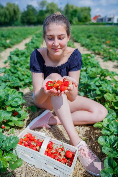 Girl eating and picking strawberry in a field — Stock Photo, Image