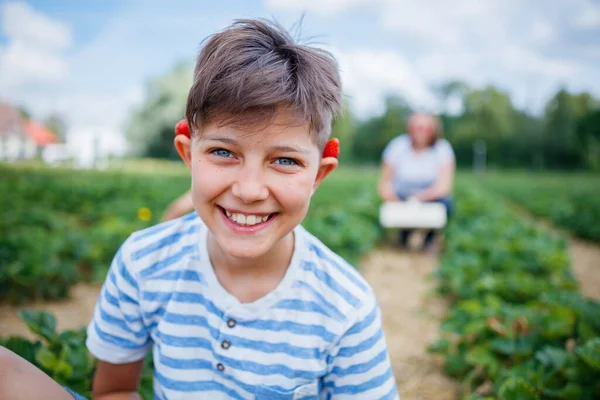 Веселый мальчик собирает клубнику в поле — стоковое фото