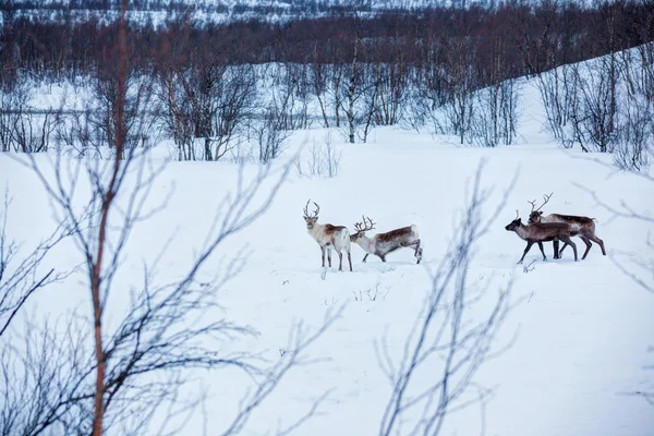 Reindeer. Norway, Scandinavia — Stock Photo, Image