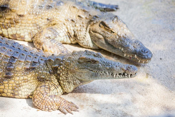 Crocodilos em uma fazenda — Fotografia de Stock