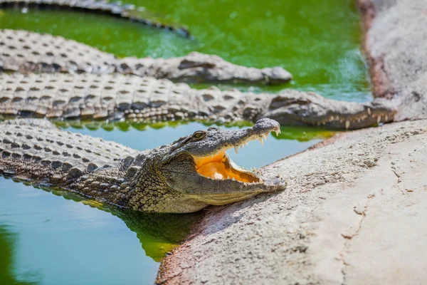 Crocodilos em uma fazenda — Fotografia de Stock