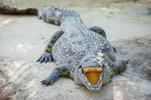 Crocodilos em uma fazenda — Fotografia de Stock