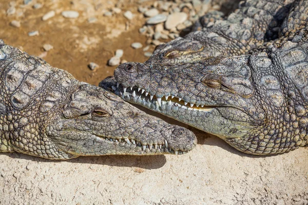 Crocodilos em uma fazenda — Fotografia de Stock