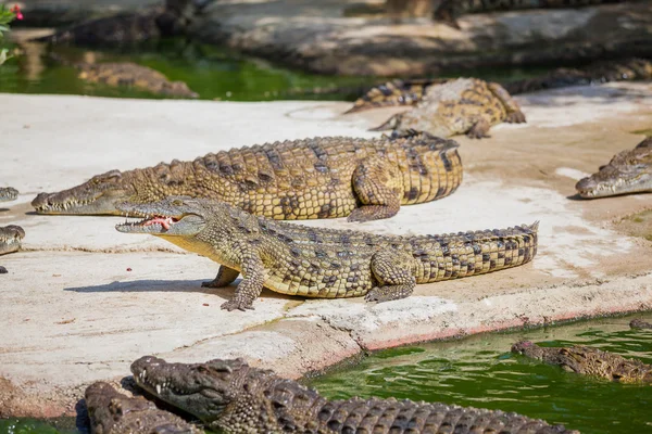 Crocodilos em uma fazenda — Fotografia de Stock