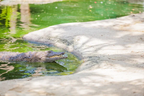 Crocodilos em uma fazenda — Fotografia de Stock