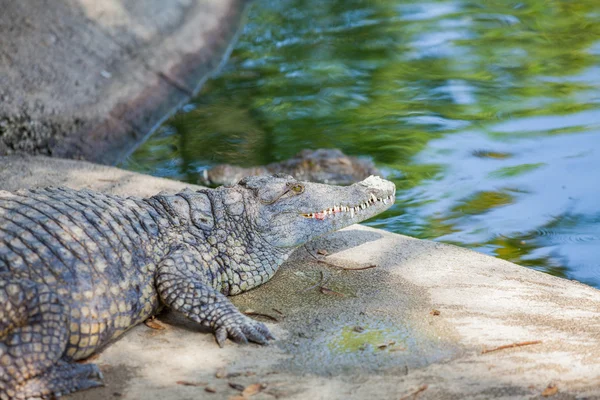 Crocodilos em uma fazenda — Fotografia de Stock