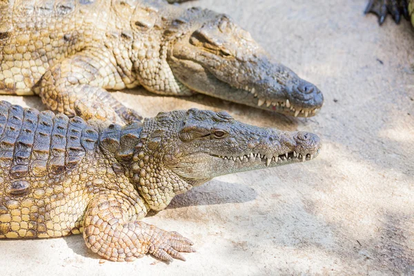 Crocodilos em uma fazenda — Fotografia de Stock