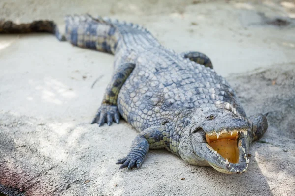 Krokodile auf einem Bauernhof — Stockfoto
