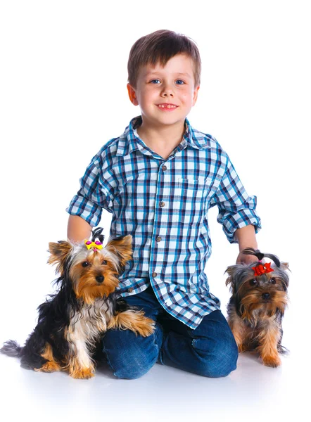 Boy with his Yorkshire terriers — Stock Photo, Image