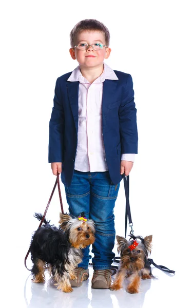 Junge mit seinen Yorkshire Terriern — Stockfoto