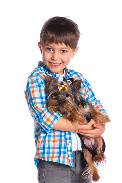 A Yorkshire terrier fiú — Stock Fotó