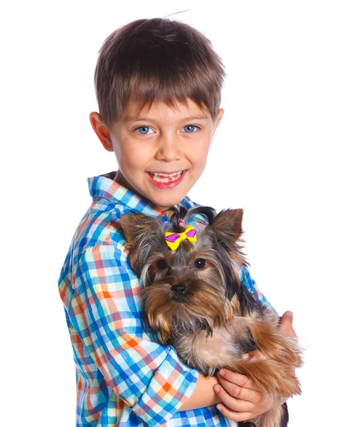 A Yorkshire terrier fiú — Stock Fotó