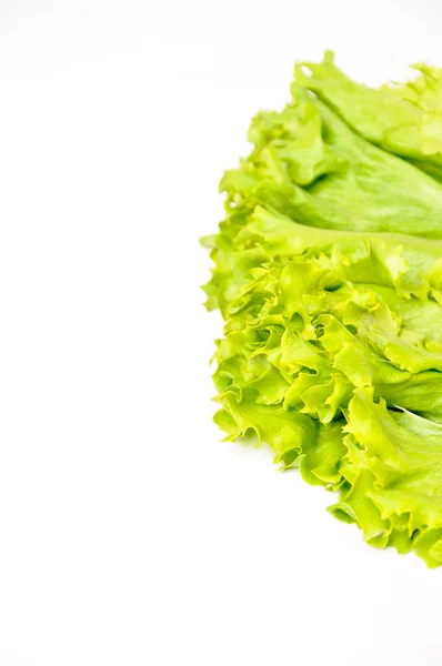 Fresh lettuce bunch — Stock Photo, Image