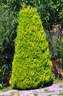 çam ağacı doğada