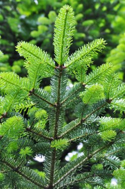 çam ağacı doğada