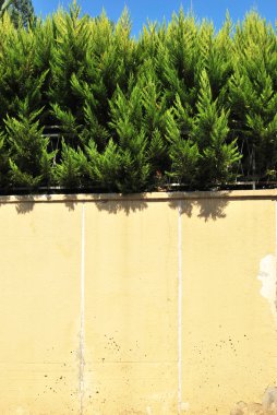 çam ağacı doğada