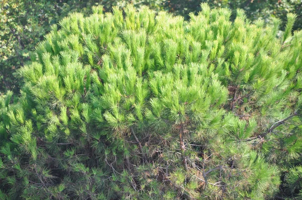 Pine tree in nature — Stock Photo, Image