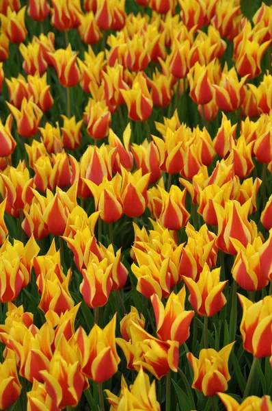 Tulipanes rojos y amarillos —  Fotos de Stock