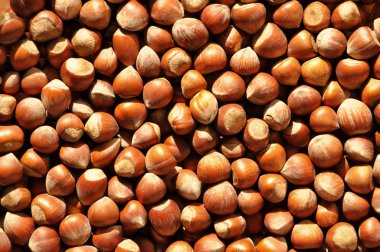 Kahverengi fındık doku