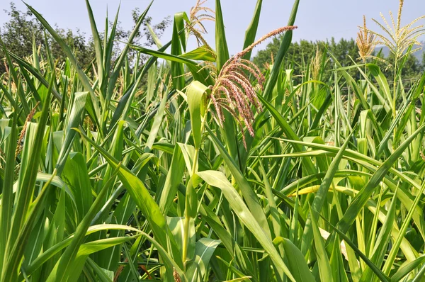 Campo de maíz verde — Foto de Stock