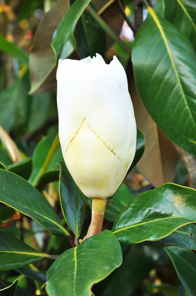 Delikatne magnolia — Zdjęcie stockowe