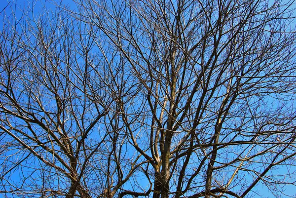 Árvore nua e céu azul — Fotografia de Stock