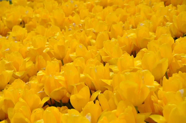 Magníficos tulipanes amarillos —  Fotos de Stock