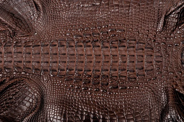 Brown crocodile leather — Stock Photo, Image