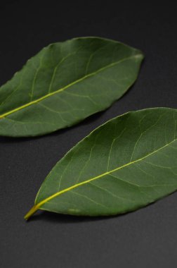 Daphne yaprağı, aromatik defne yaprağı, Laurus nobilis yaprağı, siyah arka planda izole edilmiş.