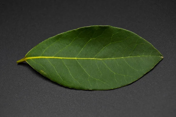 Daphne Leaf Aromatic Bay Leaf Laurus Nobilis Leaf Isolated Black — Stock Photo, Image