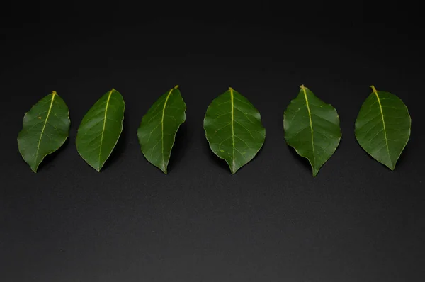 Daphne Leaf Aromatic Bay Leaf Laurus Nobilis Leaf Isolated Black — Stock Photo, Image