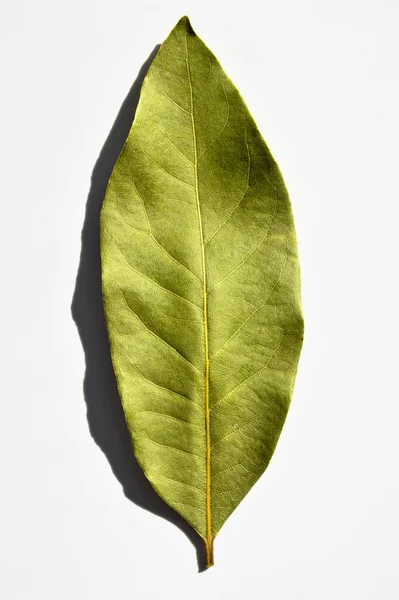 Daphne Leaf Aromatic Bay Leaf Laurus Nobilis Leaf Isolated White — Stock Photo, Image