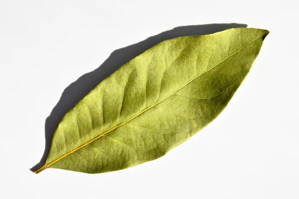 Daphne Leaf Aromatic Bay Leaf Laurus Nobilis Leaf Isolated White — Stock Photo, Image