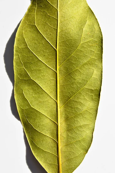 Feuille Daphné Feuille Laurier Aromatique Feuille Laurus Nobilis Isolée Sur — Photo