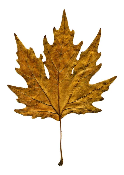 Platane Braunes Herbstblatt Herbstblatt Platane Verschiedene Farben Isoliert Auf Weißem — Stockfoto