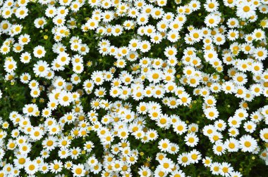 Doğal ortamında yetişen sarı ve beyaz renklere sahip Daisy