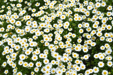 Doğal ortamında yetişen sarı ve beyaz renklere sahip Daisy