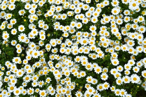 Daisy Žlutými Bílými Barvami Pěstovanými Svém Přirozeném Prostředí — Stock fotografie