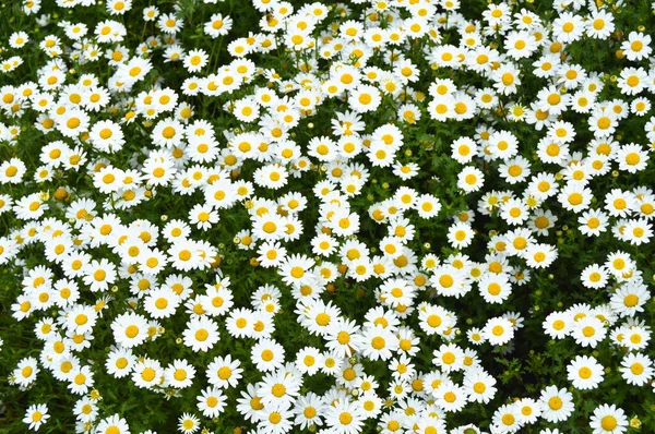 Doğal Ortamında Yetişen Sarı Beyaz Renklere Sahip Daisy — Stok fotoğraf